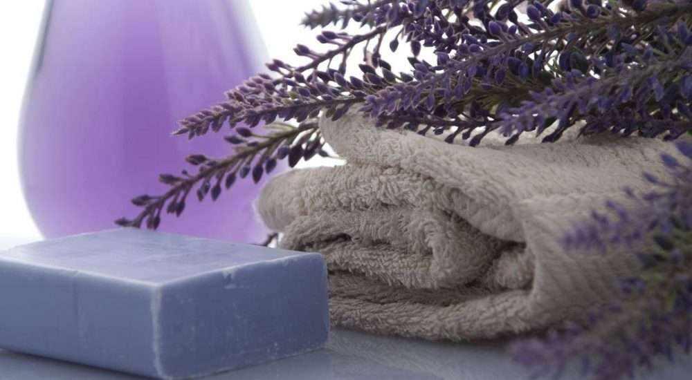 lavender-3066531_1920 lavender-3066531_1920